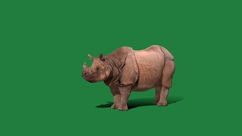 Indian Rhinoceros