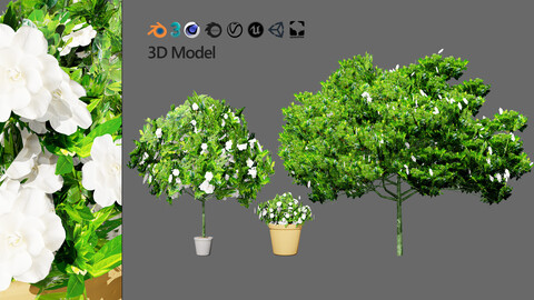 Gardenia Shrub Pack