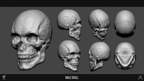 Male Skull