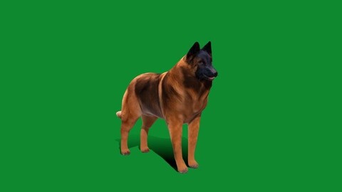 Belgian Shepherd Tervuren Dog