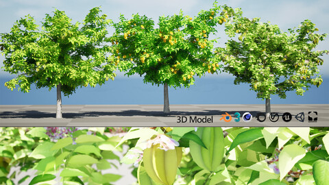 Realistic Starfruit Tree Model (Averrhoa carambola)