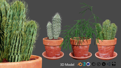 Realistic 3D Indoor Cacti