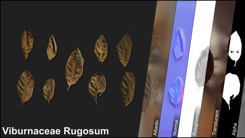 Photometric Scan Vegetation - Viburnaceae Rugosum - Kit Dry 1