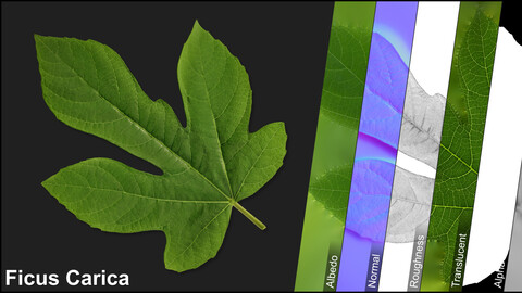 Photometric Scan Vegetation - Ficus Carica - Leaf 8