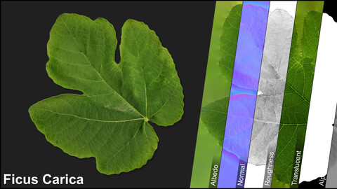 Photometric Scan Vegetation - Ficus Carica - Leaf 6