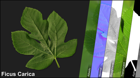 Photometric Scan Vegetation - Ficus Carica - Leaf 5