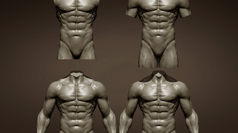 4 Male torsos