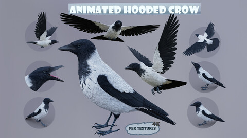 Realistic Animated Hooded Crow