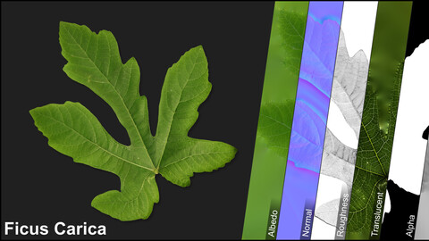 Photometric Scan Vegetation - Ficus Carica - Leaf 4