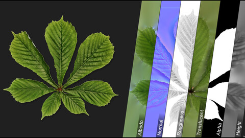 Photometric Scan Vegetation - Castanea Sativa - Leaf 1