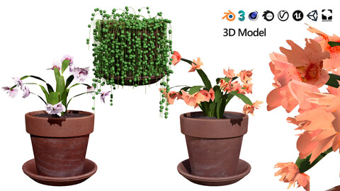 Schlumbergera Cactus 3D Model