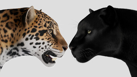 Realistic Jaguar-Black Jaguar For Production