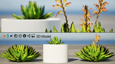 Spiral Aloe Plant 3D Model