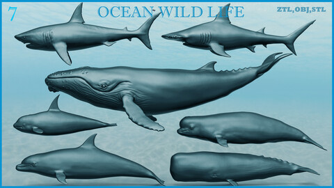 Ocean Wildlife Collection 7 3D models ZTL+OBJ+STL