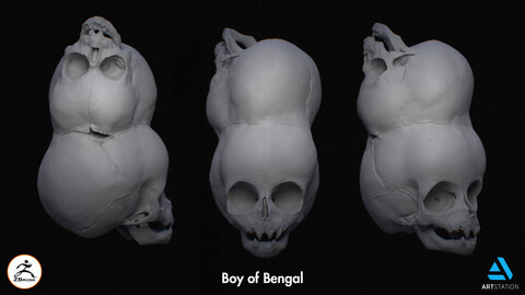 Boy of Bengal - Skull Model