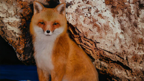 Red Fox Animation