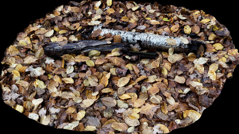 forest woodlogs leafs autumn ground photogrammetry