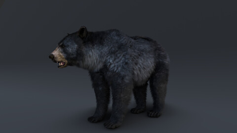 Black bear animation