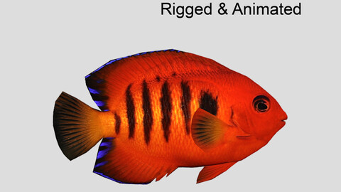 Flame Angelfish