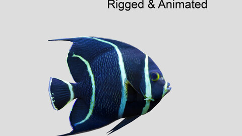 French Angelfish