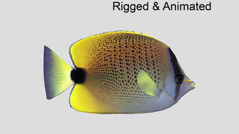 Millet Butterflyfish