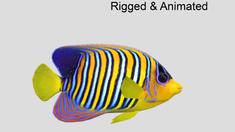 Regal Angelfish