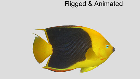 Rock Beauty Angelfish