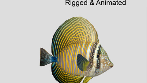 Sailfin Tang