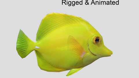 yellow tang