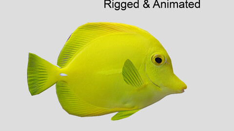 yellow tang 2