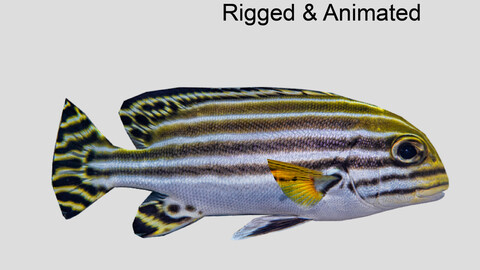 Striped sweetlips