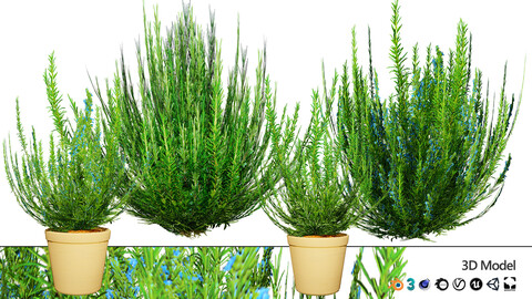 Rosemary Shrub 3D Model