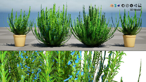 Rosemary Shrub 3D Model