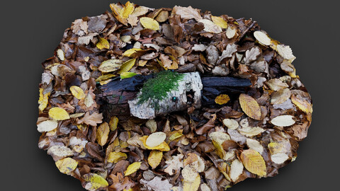 forest woodlog autumn leafs ground photogrammetry