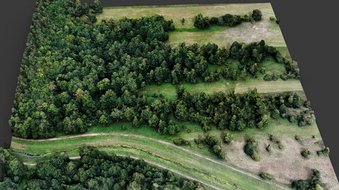 trees terrain lpoly forest area dronescan part1