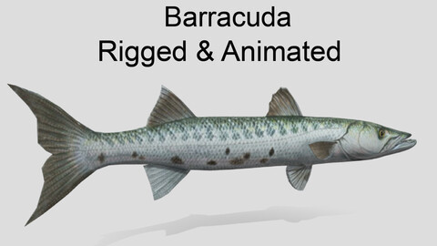 barracuda