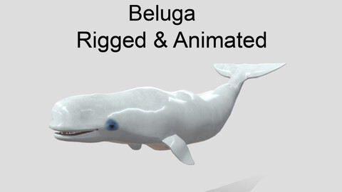 beluga