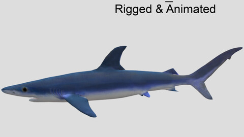 blue shark