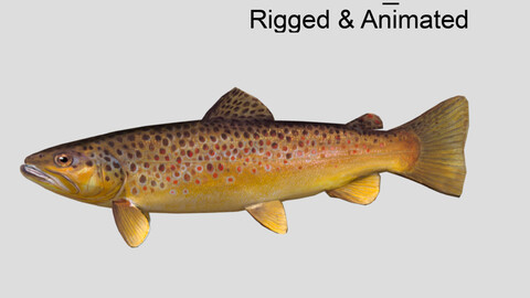 brown trout