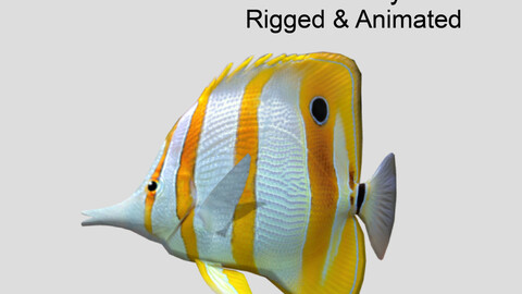 butterflyfish