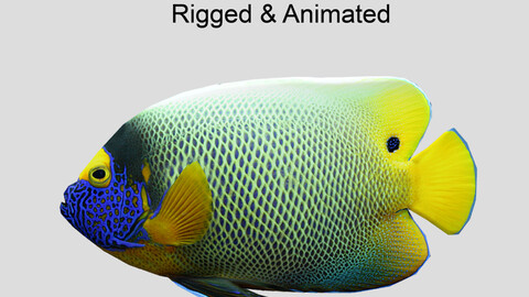 Blueface Angelfish