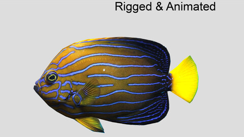 Blue striped Angelfish