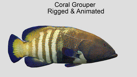 coralgrouper