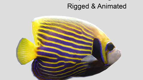 emperor angelfish 1