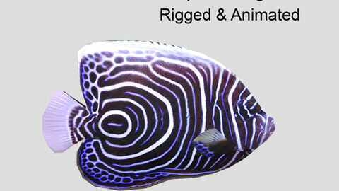 emperor angelfish 2