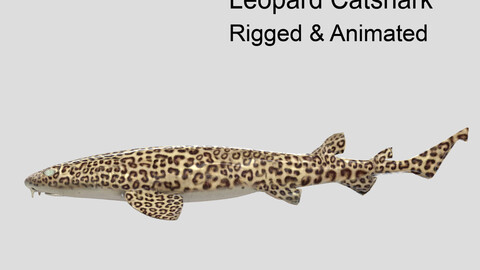 Leopard Catshark