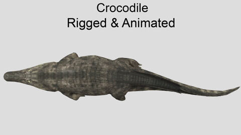 crocodile