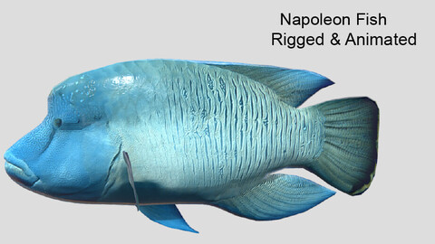 napoleon fish