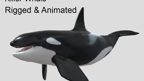 killer whale