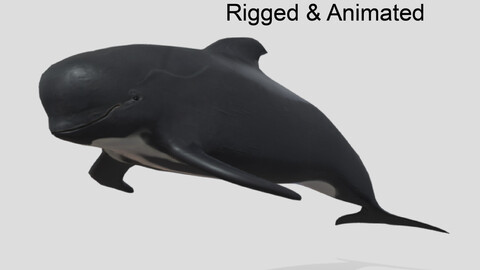 Long finned pilot whale